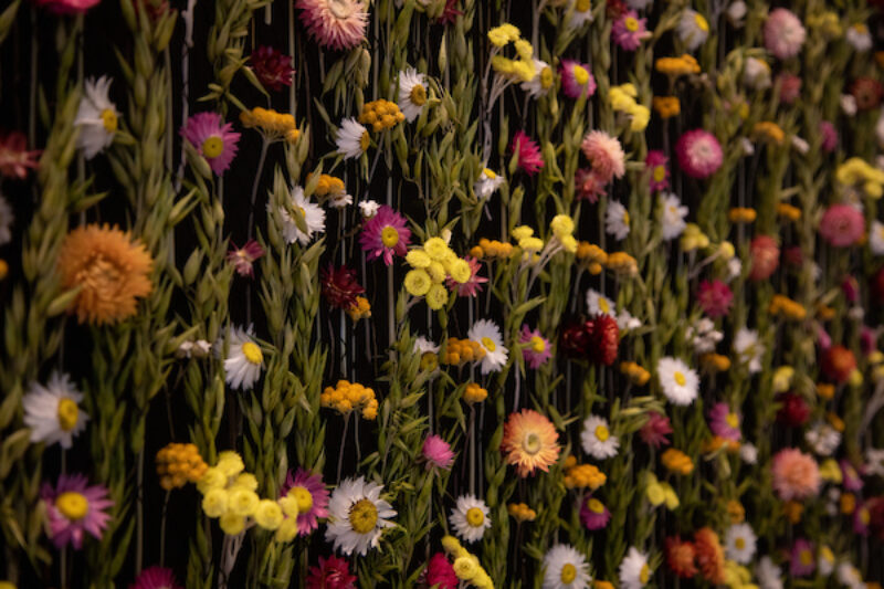 Colourful flowers hanging down from the leaves of a green climber